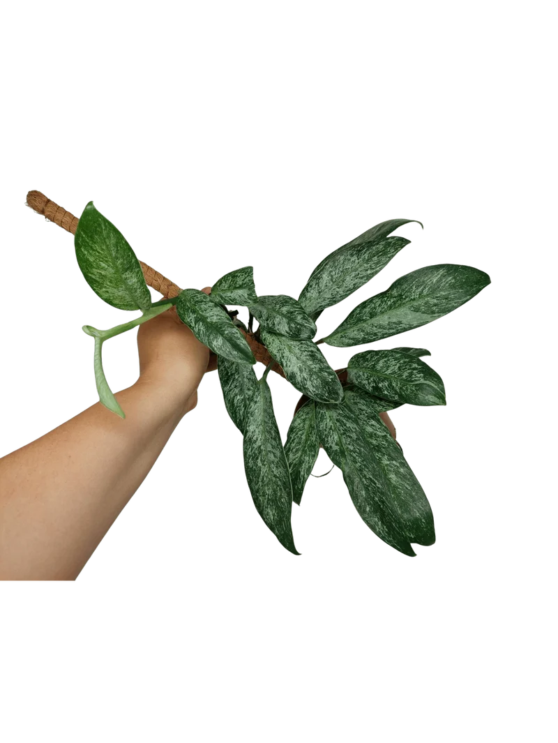 Raphidophora Elliptica Mint