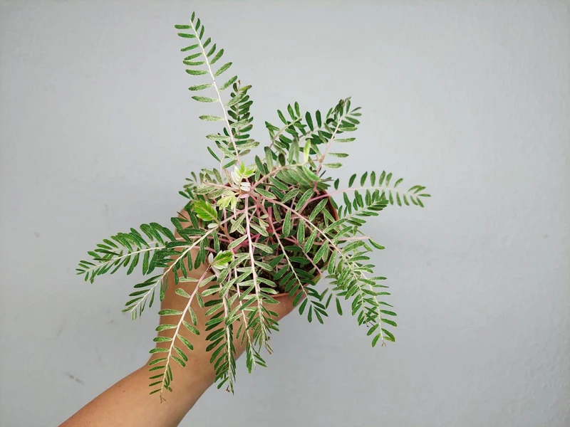 Phyllanthus Urinaria Variegata