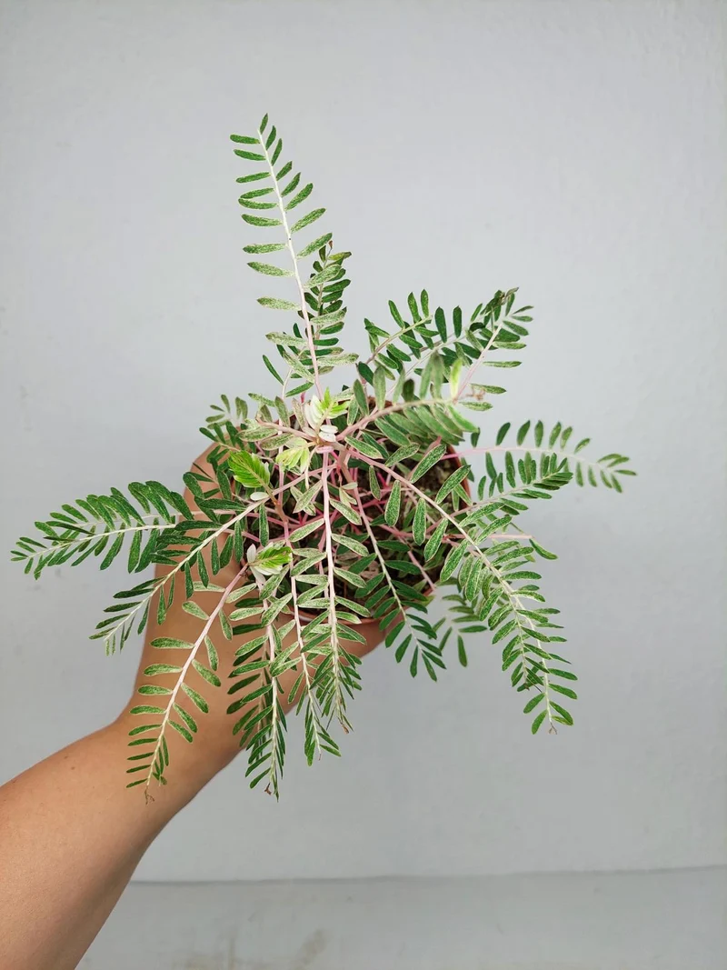 Phyllanthus Urinaria Variegata