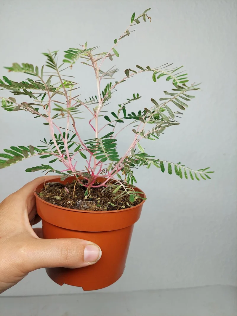 Phyllanthus Urinaria Variegata