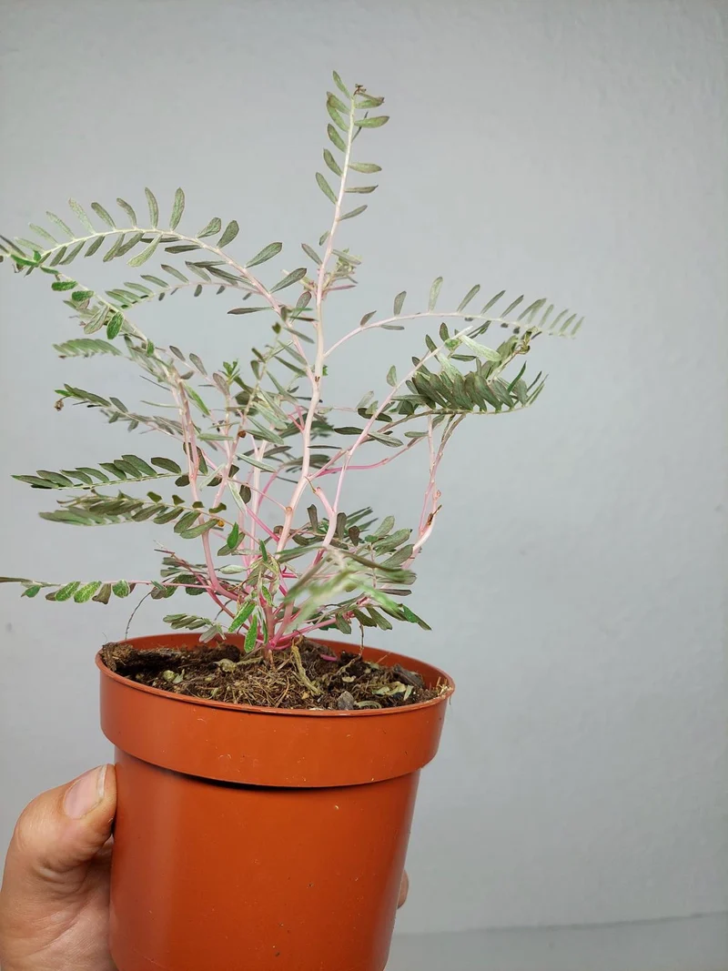 Phyllanthus Urinaria Variegata