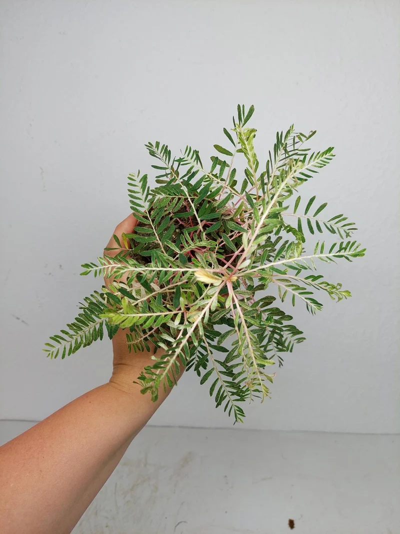 Phyllanthus Urinaria Variegata