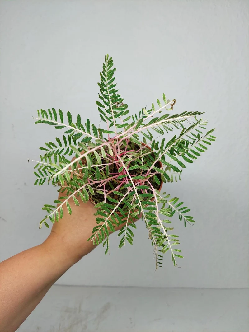 Phyllanthus Urinaria Variegata