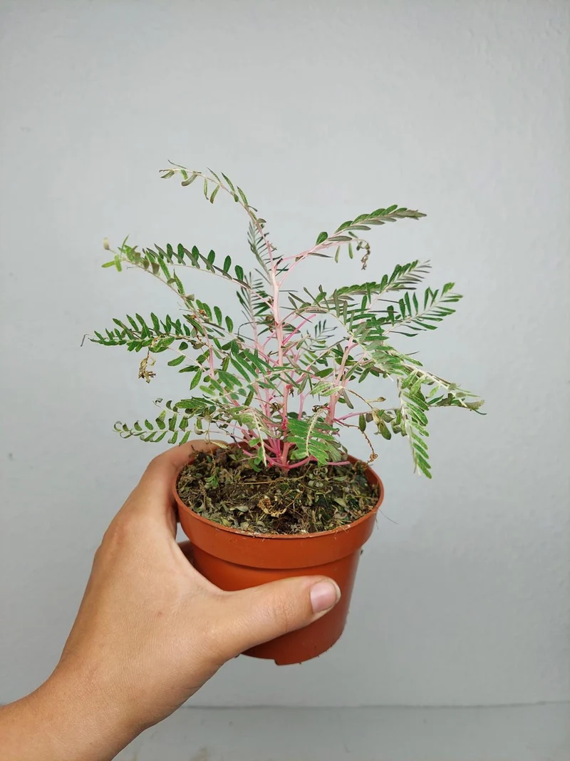 Phyllanthus Urinaria Variegata