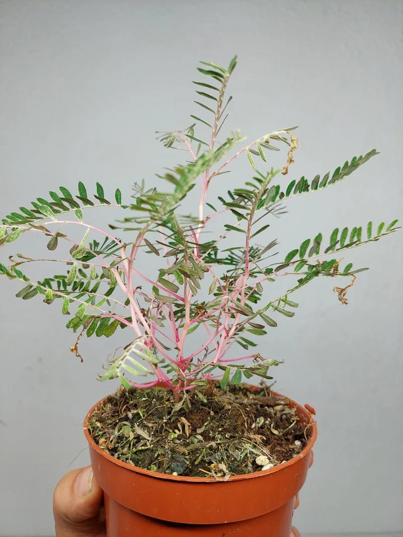 Phyllanthus Urinaria Variegata