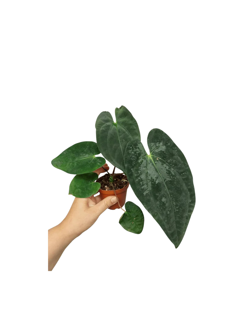 Anthurium Papillilaminum x Dressleri
