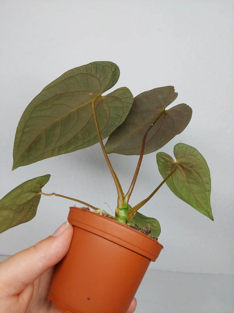 Anthurium Papillilaminum x Dressleri