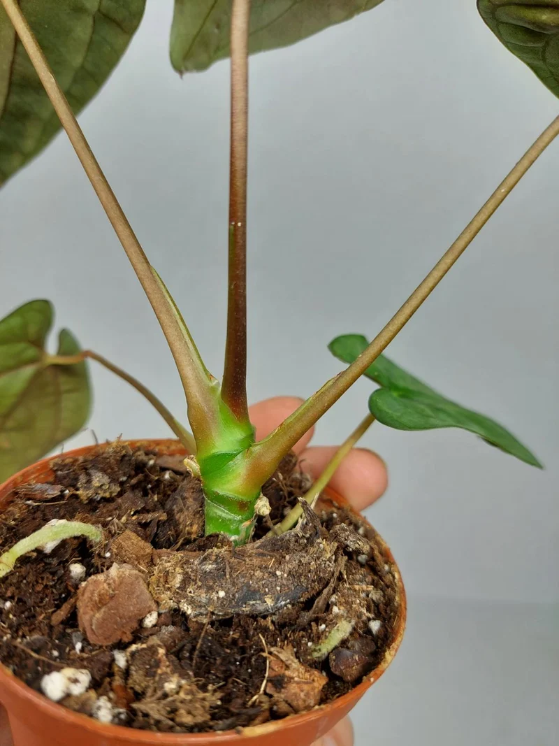 Anthurium Papillilaminum x Dressleri