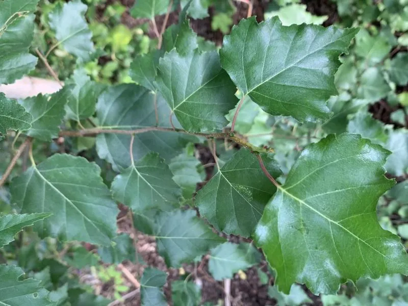 Moorbirke - Baum des Jahres 2023