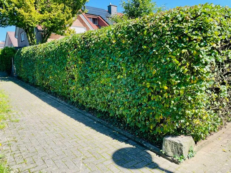 Hainbuche als Hecke - Wurzelware