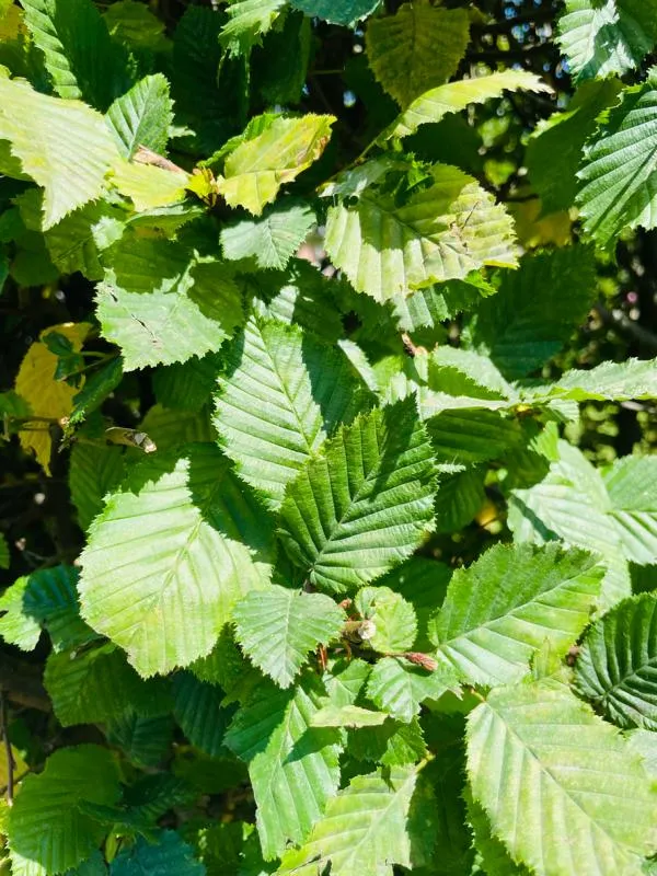 Hainbuche als Hecke - Wurzelware