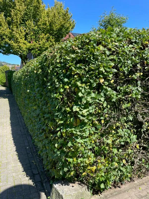Hainbuche als Hecke - Wurzelware