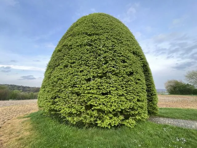 Hainbuche als Hecke - Wurzelware