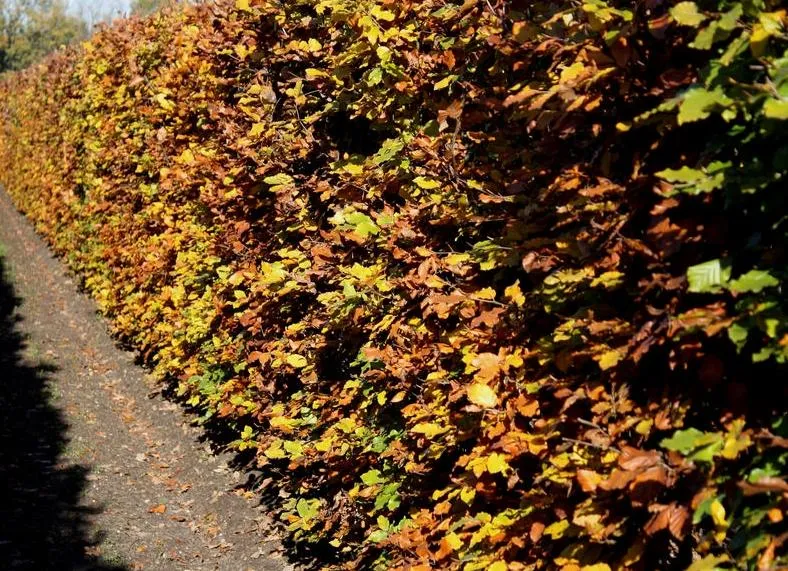 Rotbuche als Hecke - Wurzelware