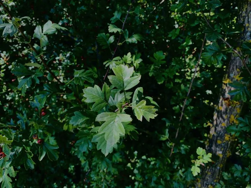 Weißdorn als Hecke - Wurzelware