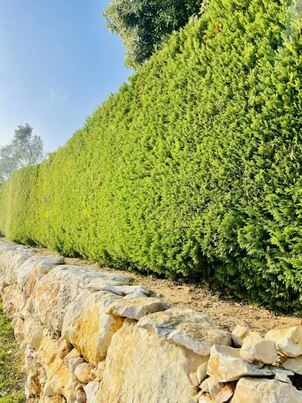 Lebensbaum Thuja Smaragd als Hecke - Topf/Containerpflanzen