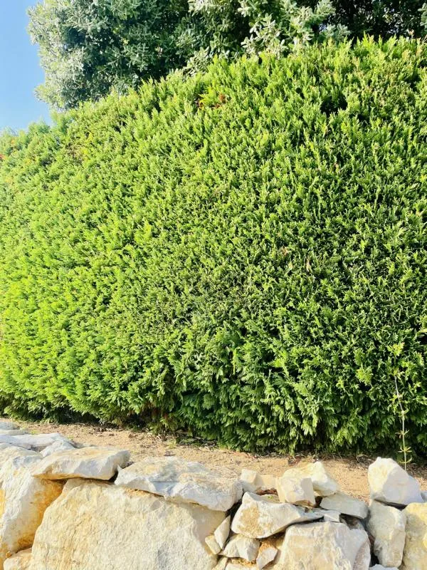 Lebensbaum Thuja Smaragd als Hecke - Topf/Containerpflanzen