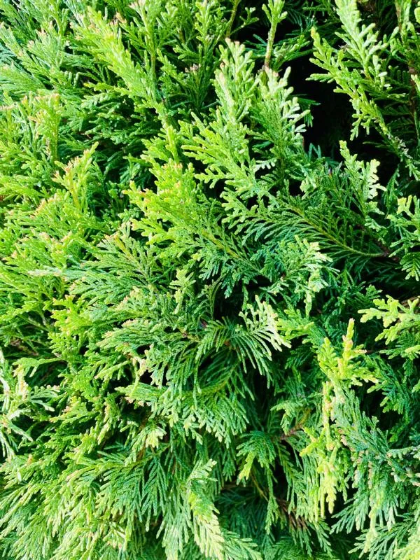 Lebensbaum Thuja Smaragd als Hecke - Topf/Containerpflanzen