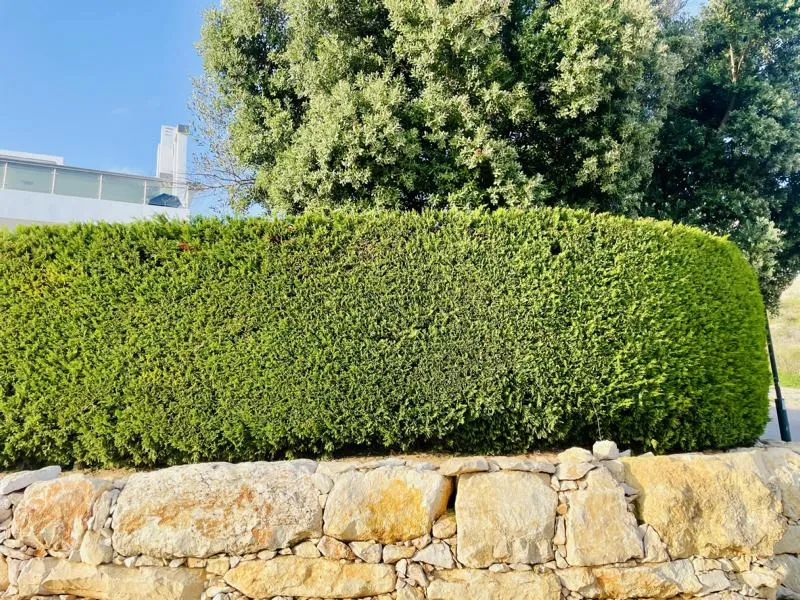 Lebensbaum Thuja Smaragd als Hecke - Topf/Containerpflanzen