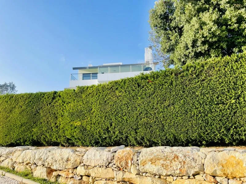 Lebensbaum Thuja Smaragd als Hecke - Topf/Containerpflanzen