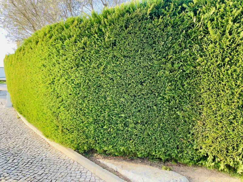 Lebensbaum Thuja Smaragd als Hecke - Topf/Containerpflanzen