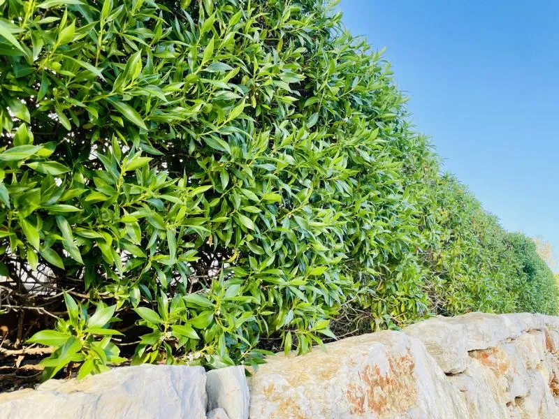 Kirschlorbeer als Hecke - Topf/Containerpflanzen