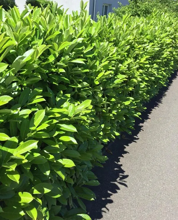 Kirschlorbeer als Hecke - Topf/Containerpflanzen