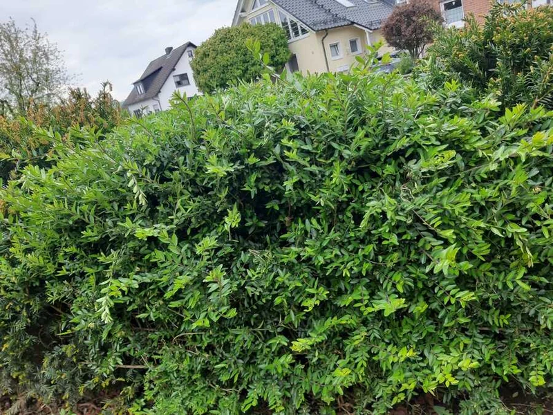Heckenmyrthe Maigrün - im Topfballen