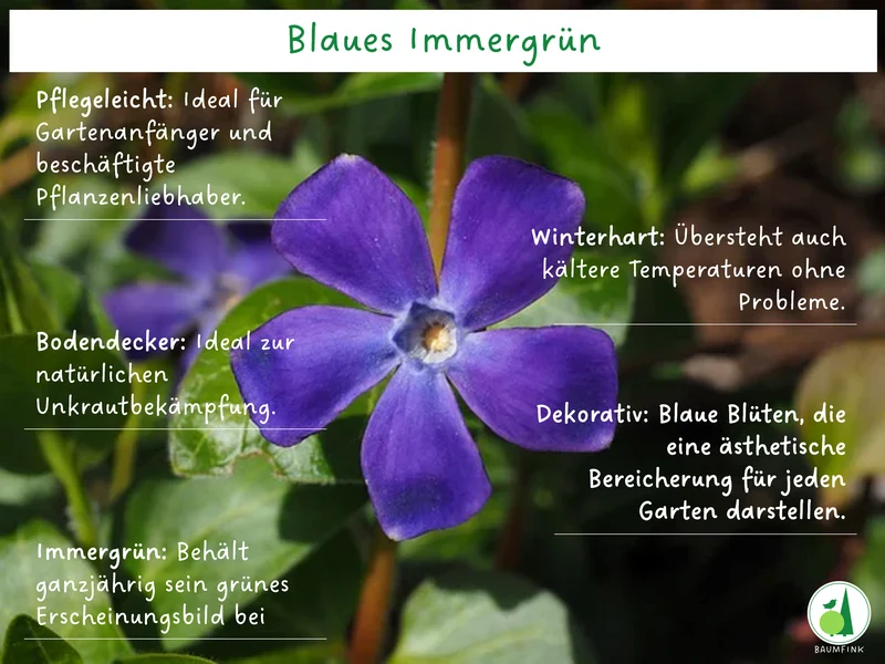 Blaues Immergrün - 5er Set im Topfballen