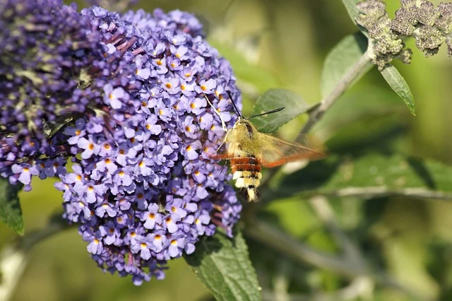 Schmetterlingsflieder 'Buzz Violet' im Topf