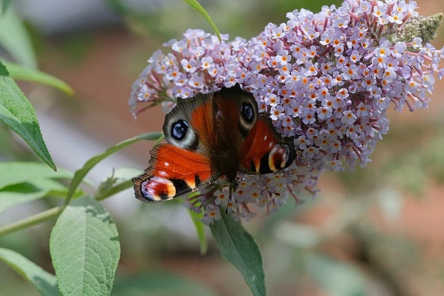Schmetterlingsflieder 'Buzz Ivory' im Topf