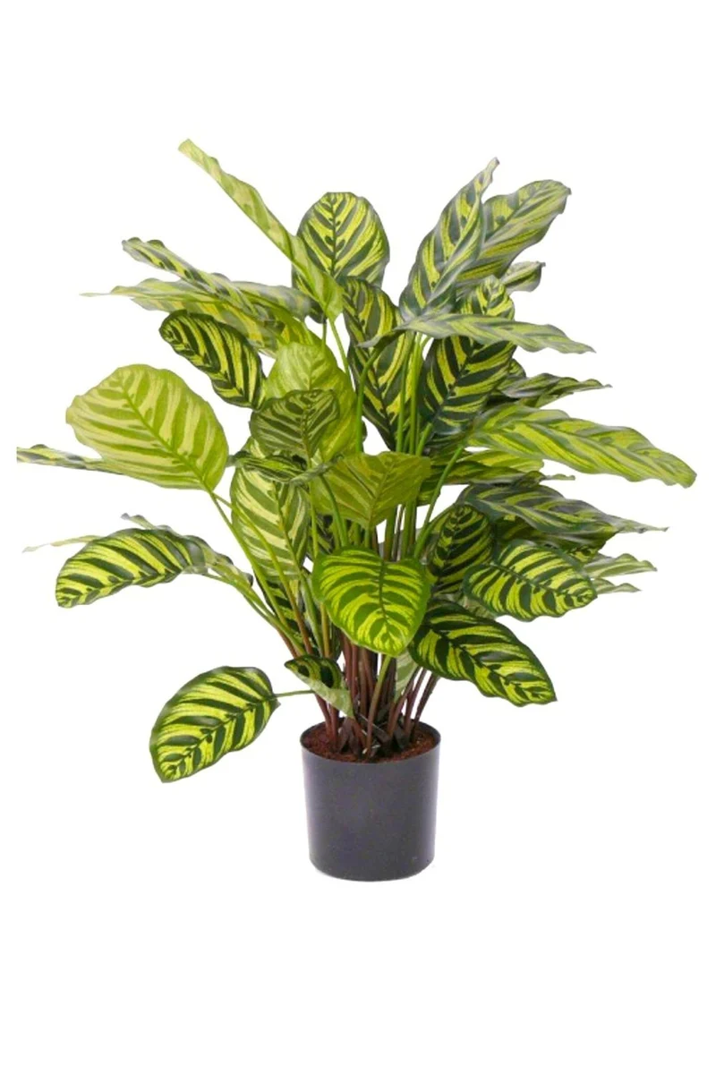 Calathea Kunstpflanze 75cm