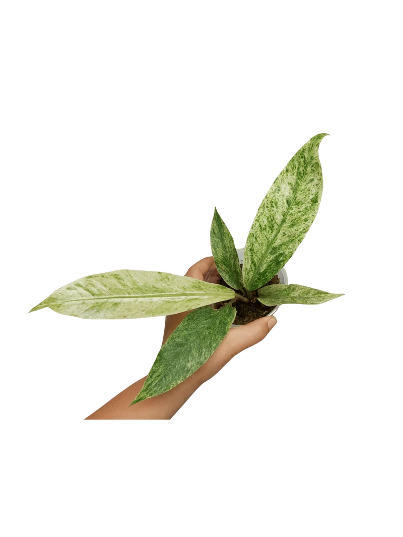 Anthurium Hookerie Mint Variegata