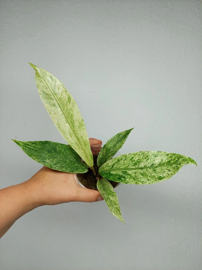 Anthurium Hookerie Mint Variegata