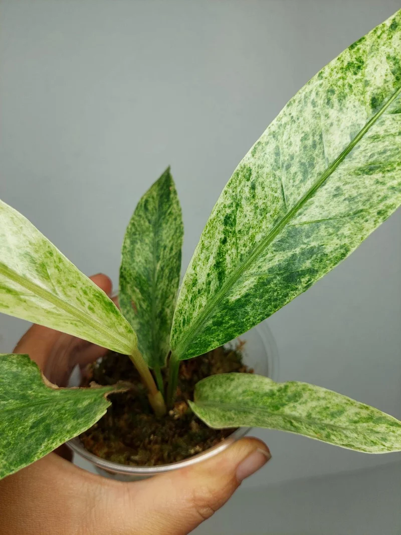 Anthurium Hookerie Mint Variegata