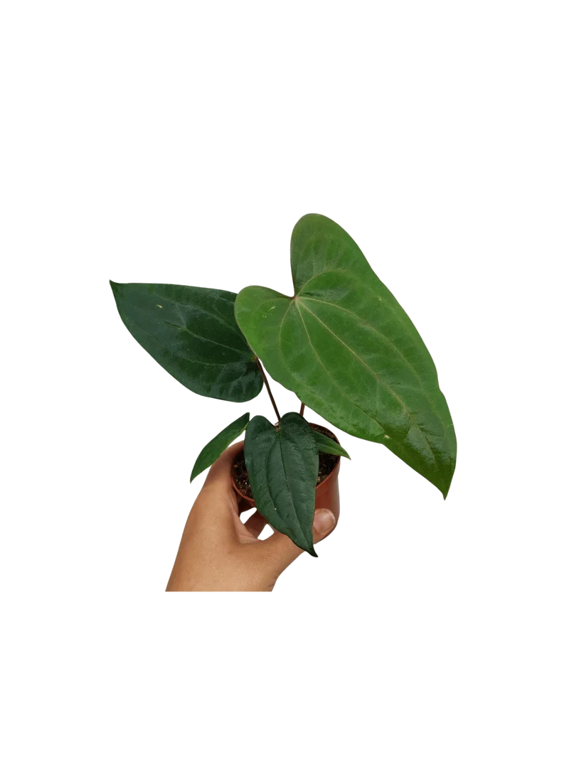 Anthurium Dark Phoenix x Dressleri