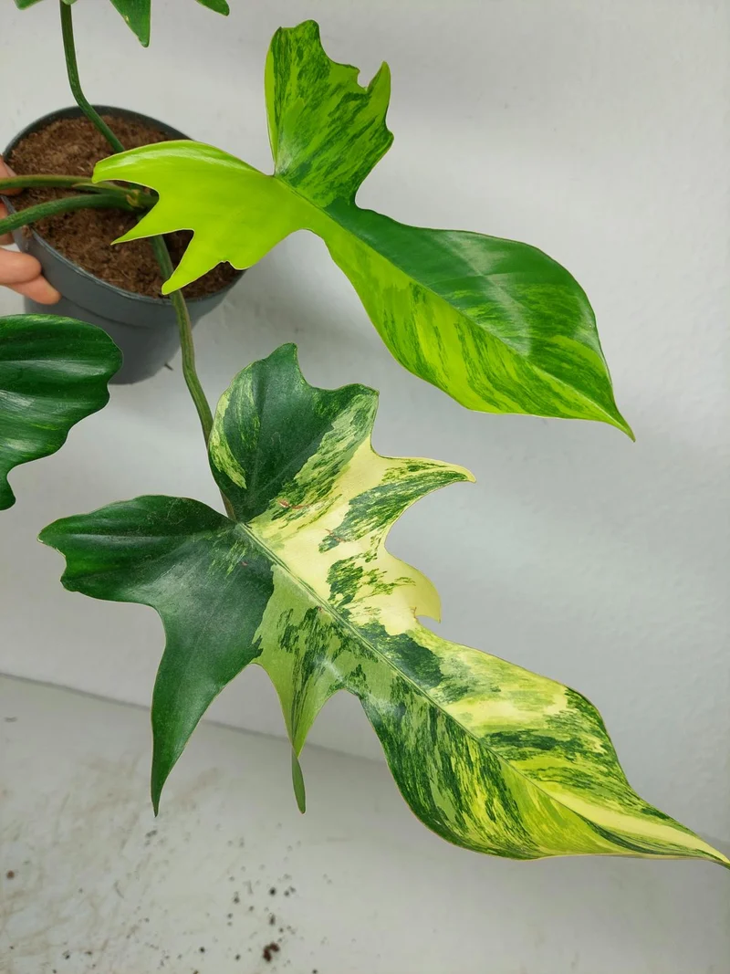 Philodendron Florida Beauty x Mayoi Variegata