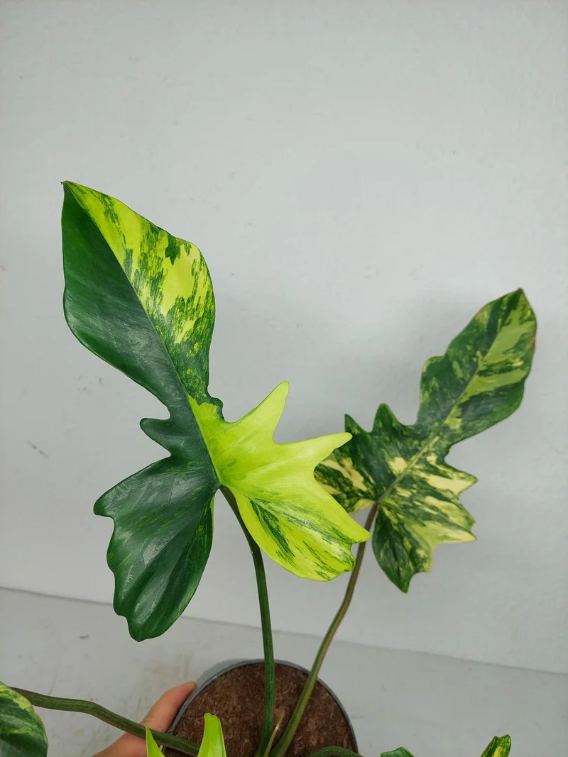 Philodendron Florida Beauty x Mayoi Variegata