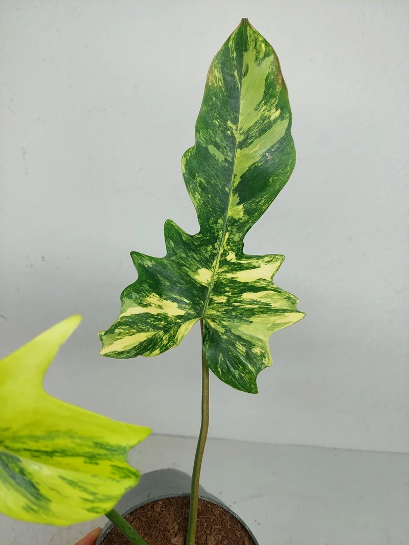 Philodendron Florida Beauty x Mayoi Variegata