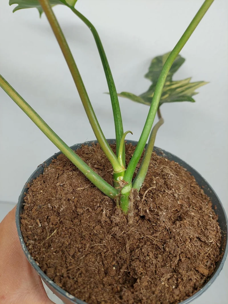 Philodendron Florida Beauty x Mayoi Variegata