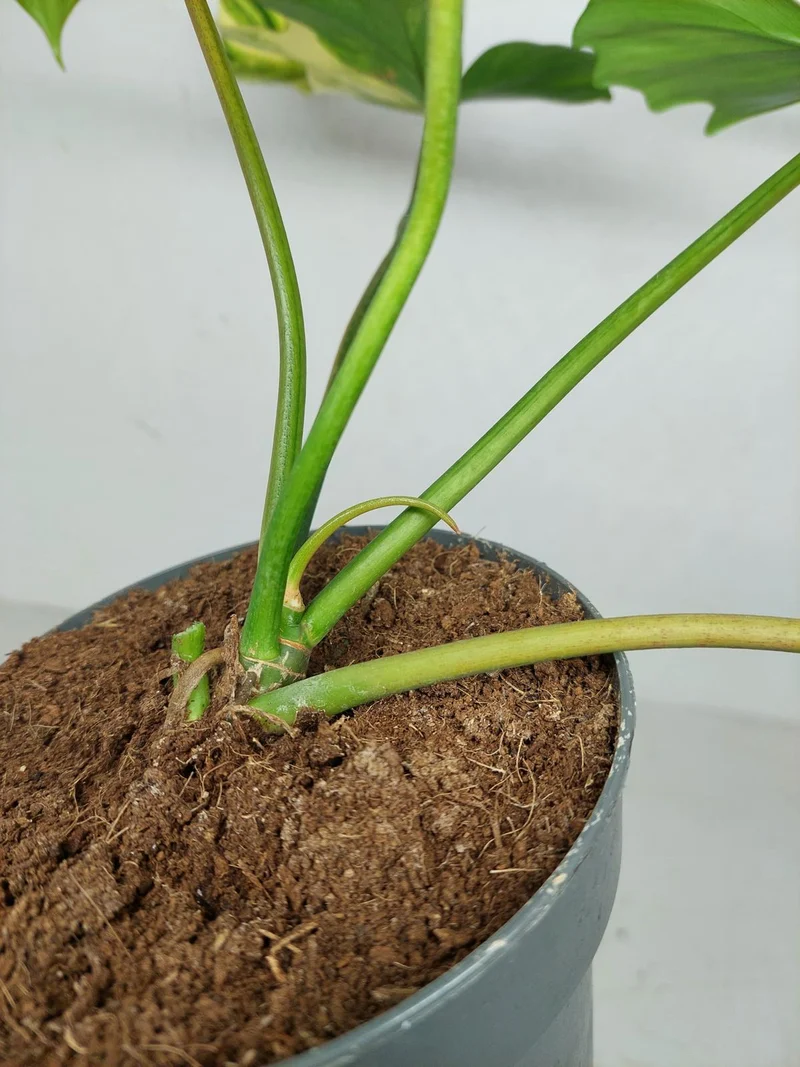 Philodendron Florida Beauty x Mayoi Variegata