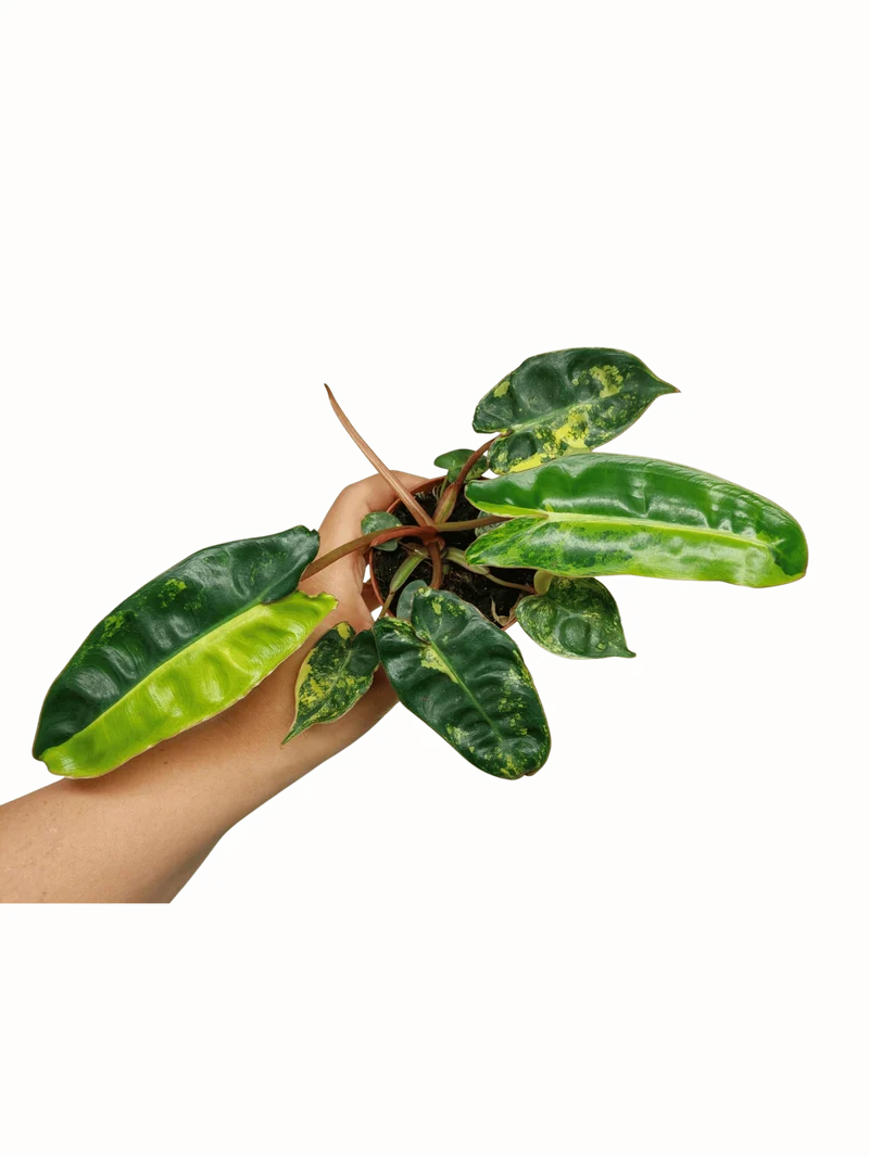 Philodendron Billietiae Variegata (zum aussuchen)