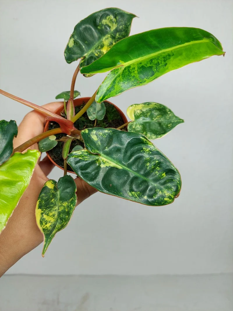 Philodendron Billietiae Variegata (zum aussuchen)