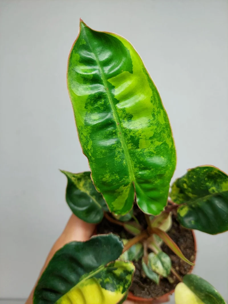 Philodendron Billietiae Variegata (zum aussuchen)