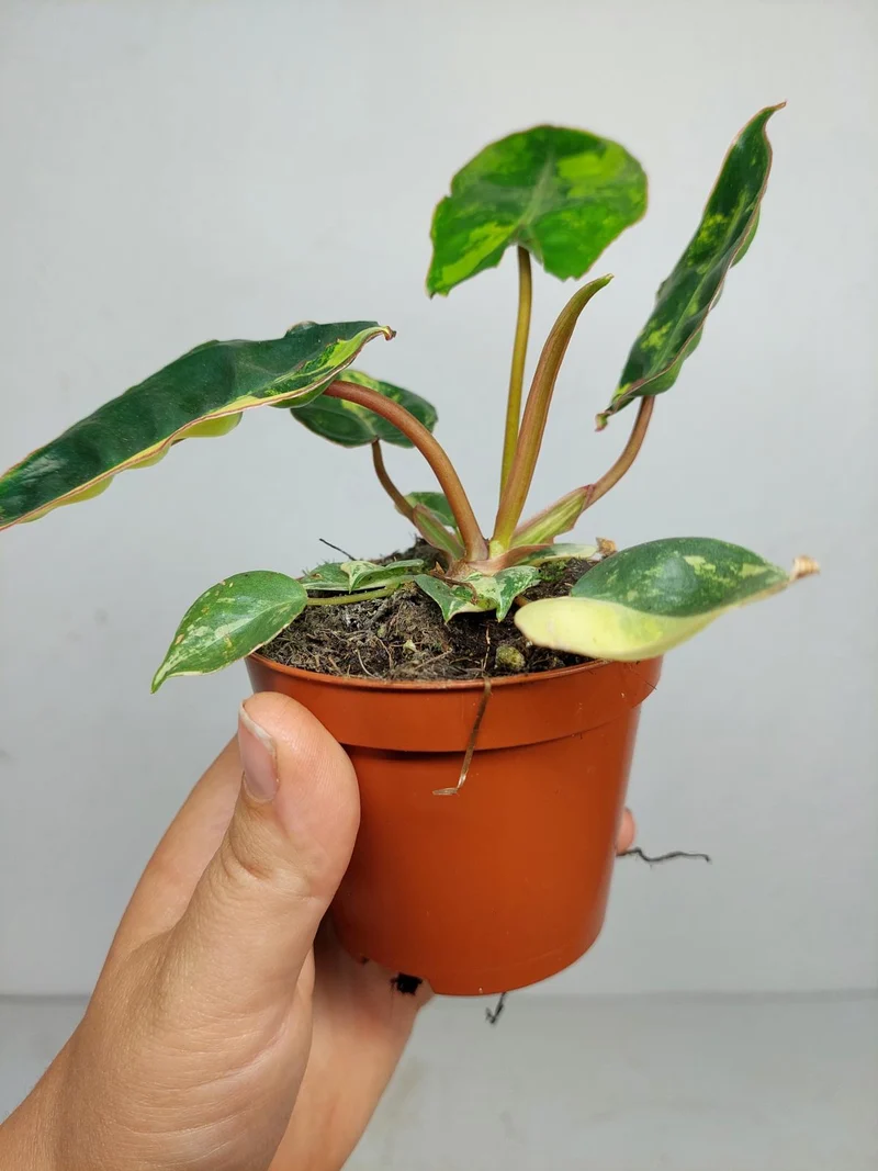 Philodendron Billietiae Variegata (zum aussuchen)