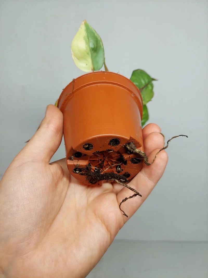 Philodendron Billietiae Variegata (zum aussuchen)