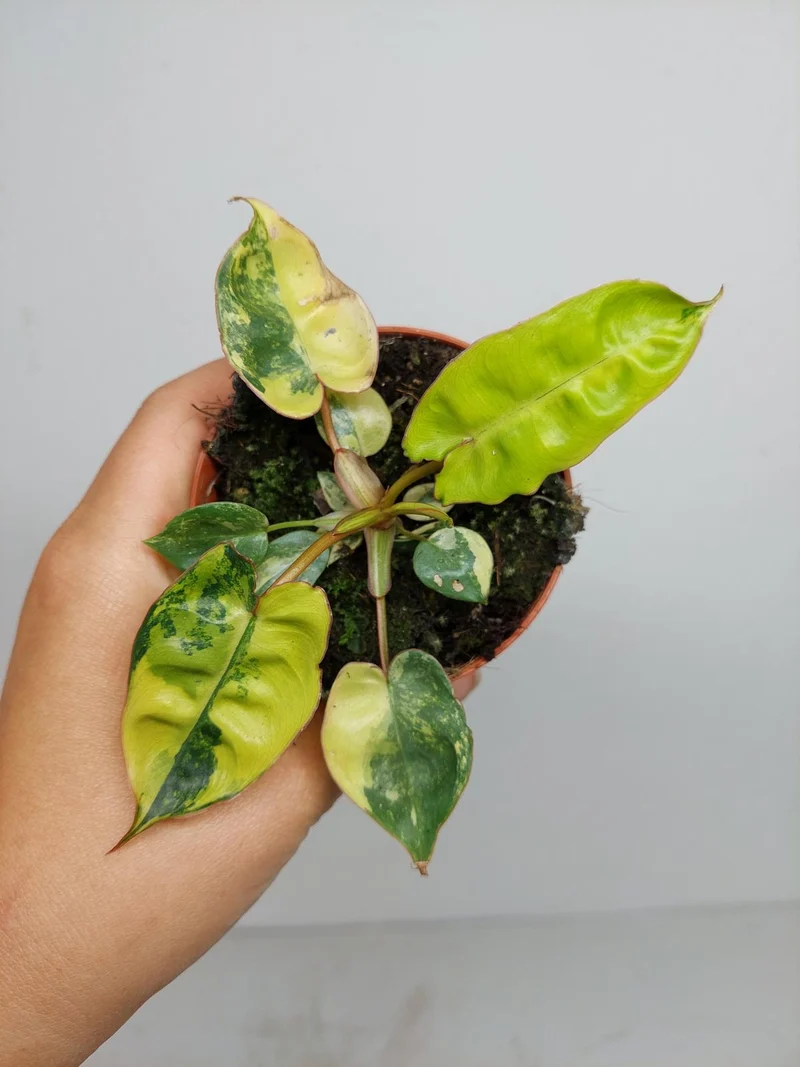 Philodendron Billietiae Variegata (zum aussuchen)