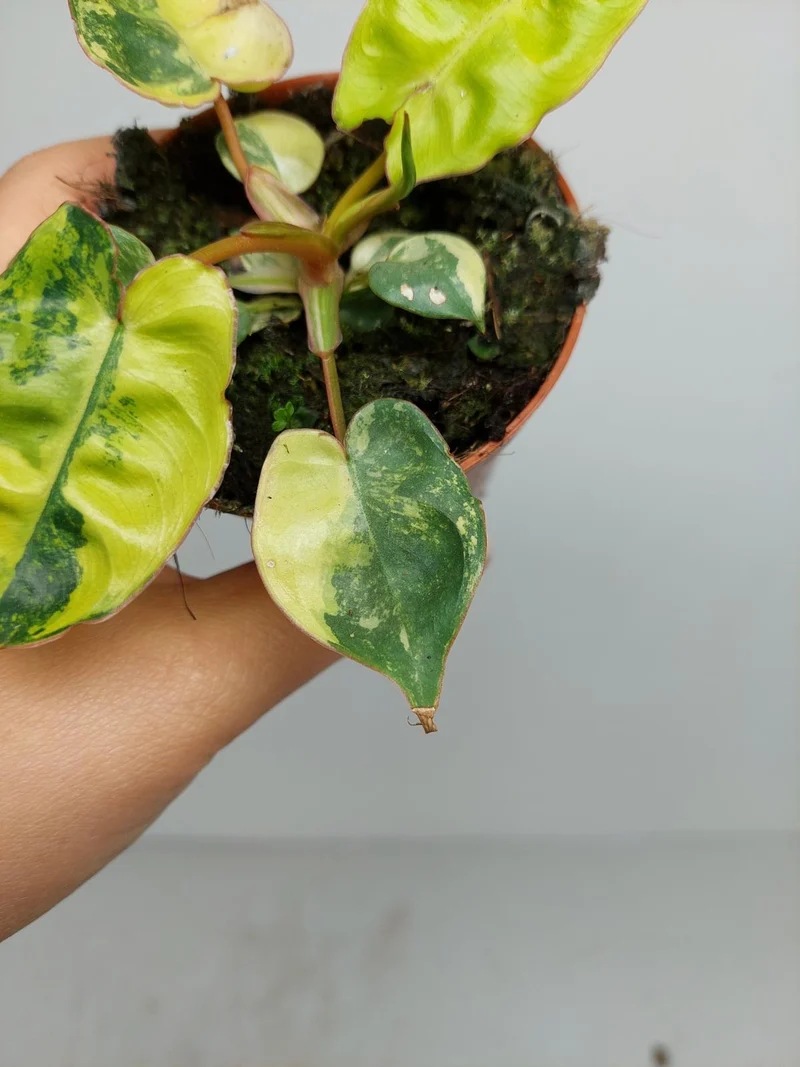 Philodendron Billietiae Variegata (zum aussuchen)