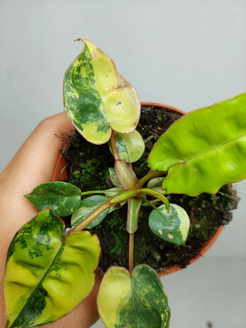 Philodendron Billietiae Variegata (zum aussuchen)
