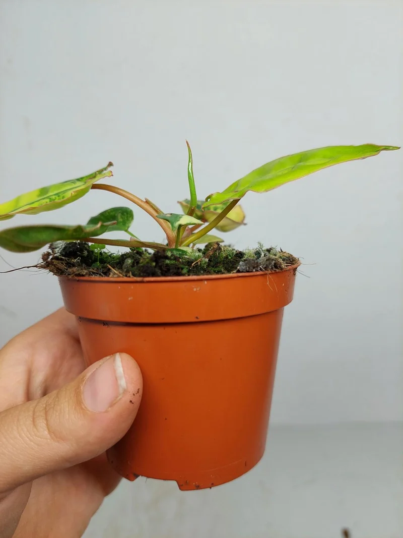 Philodendron Billietiae Variegata (zum aussuchen)